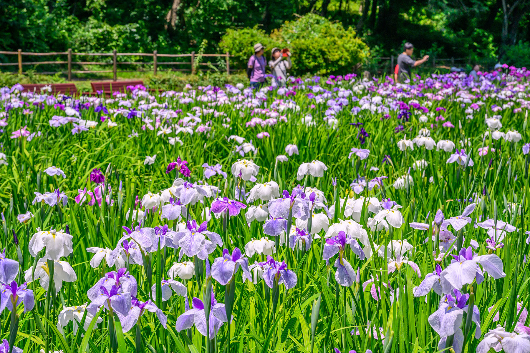 智光山公園の花菖蒲 【埼玉県狭山市】| フォトさいたま