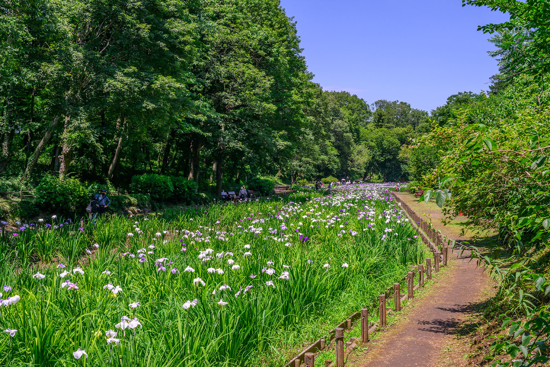 智光山公園の花菖蒲 【埼玉県狭山市】| フォトさいたま