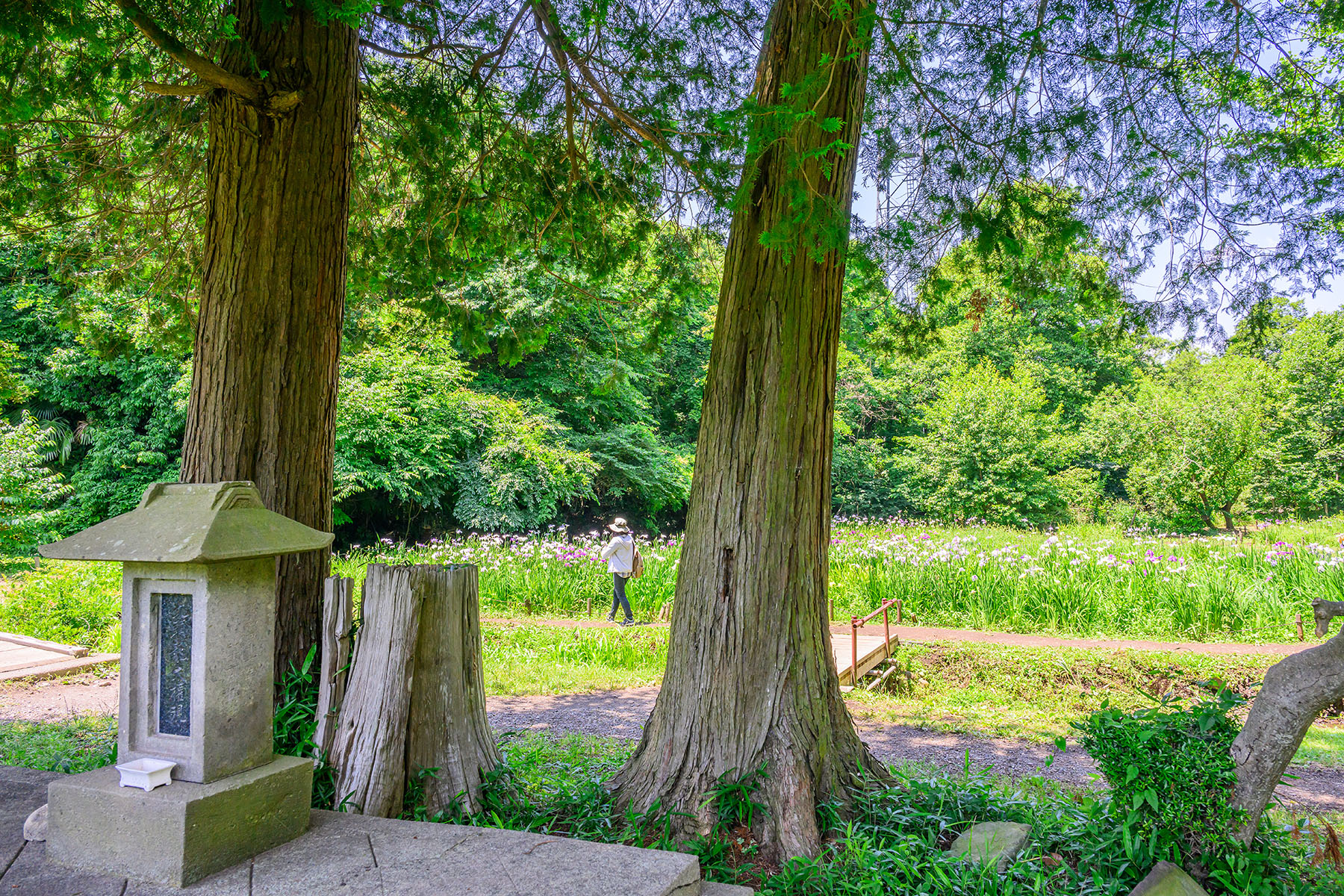 智光山公園の花菖蒲 【埼玉県狭山市】| フォトさいたま