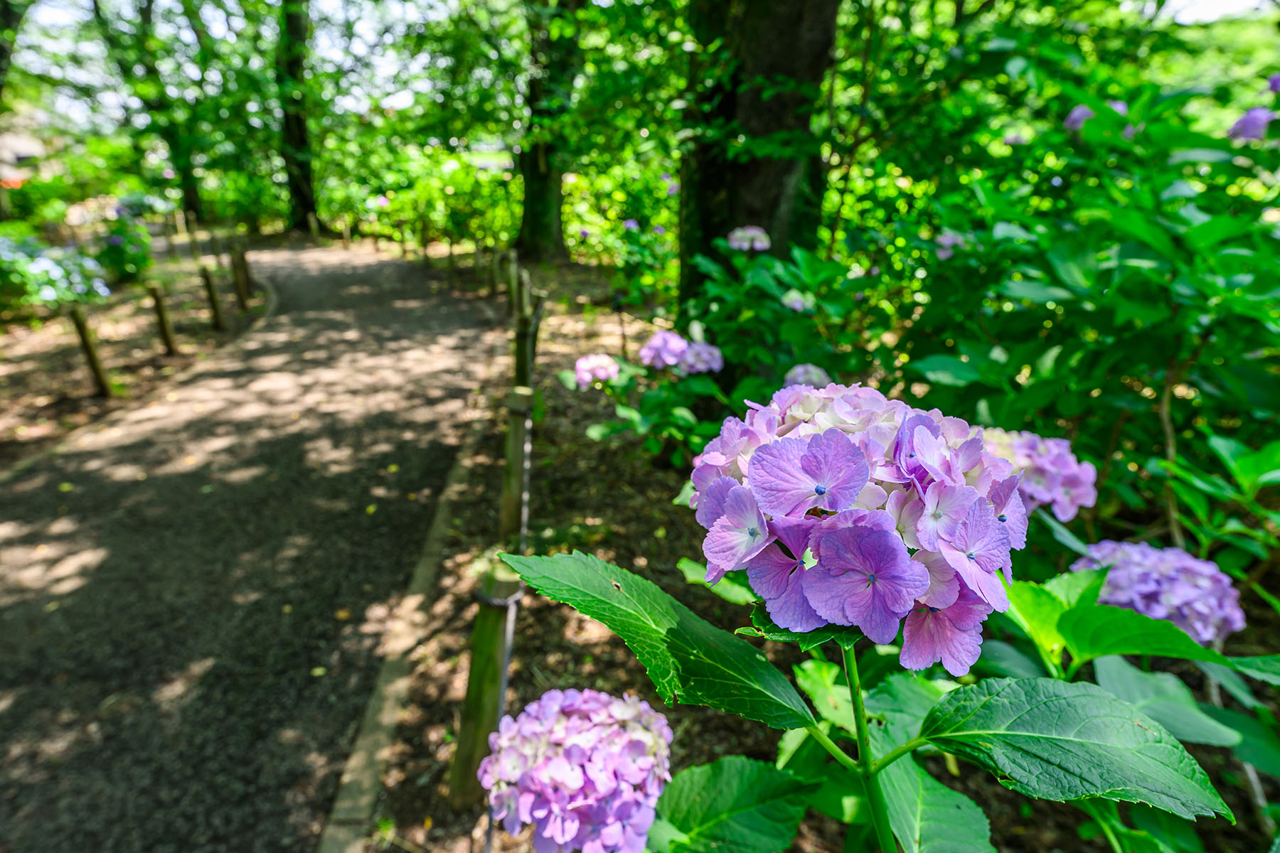 智光山公園の花菖蒲 【埼玉県狭山市】| フォトさいたま