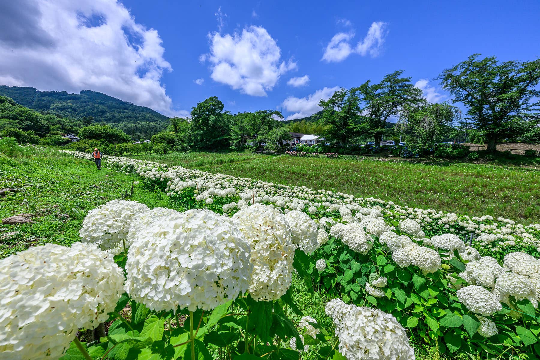 長瀞花の里アナベル 【埼玉県秩父郡長瀞町】| フォトさいたま