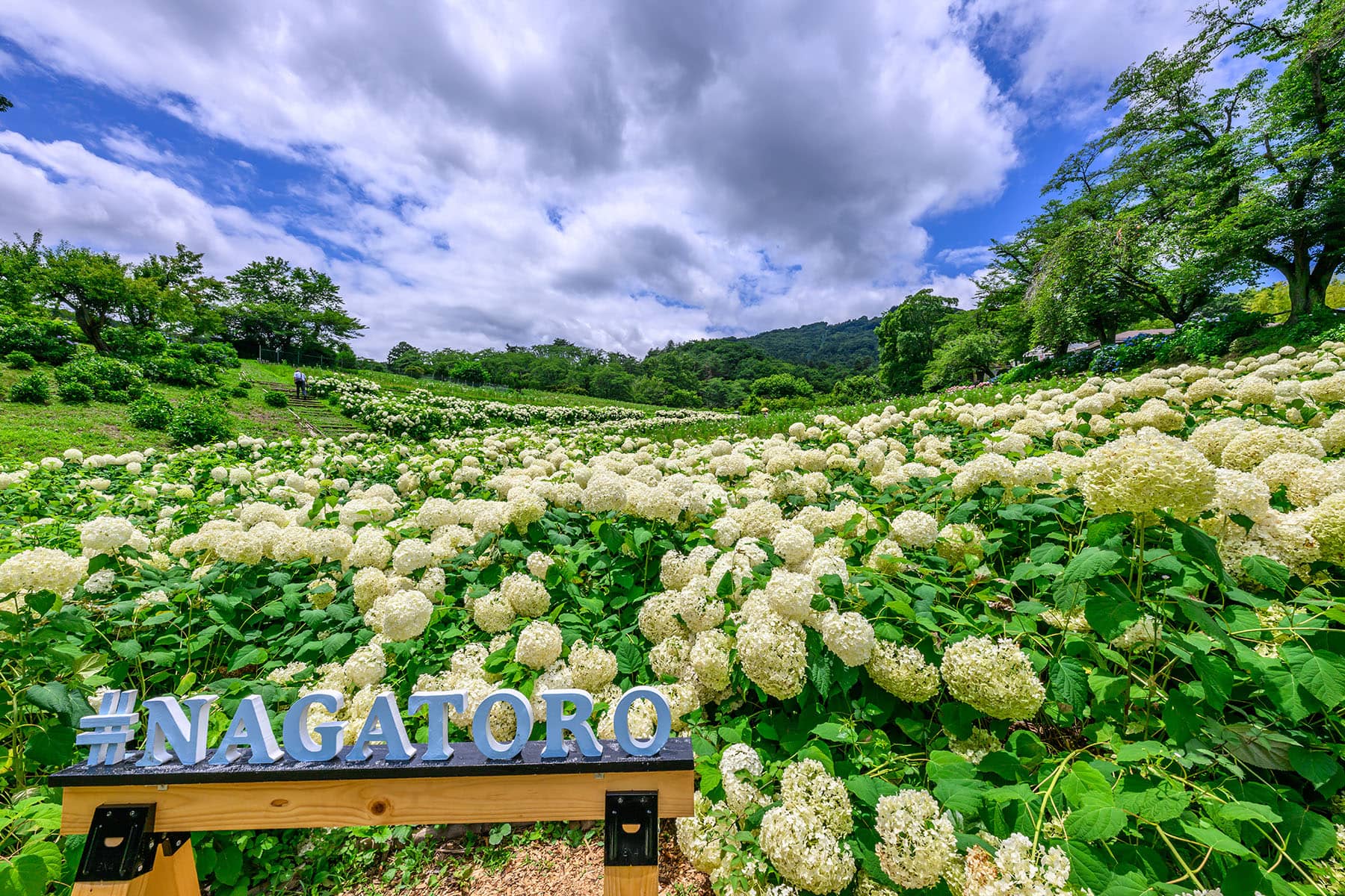 長瀞花の里アナベル 【埼玉県秩父郡長瀞町】| フォトさいたま