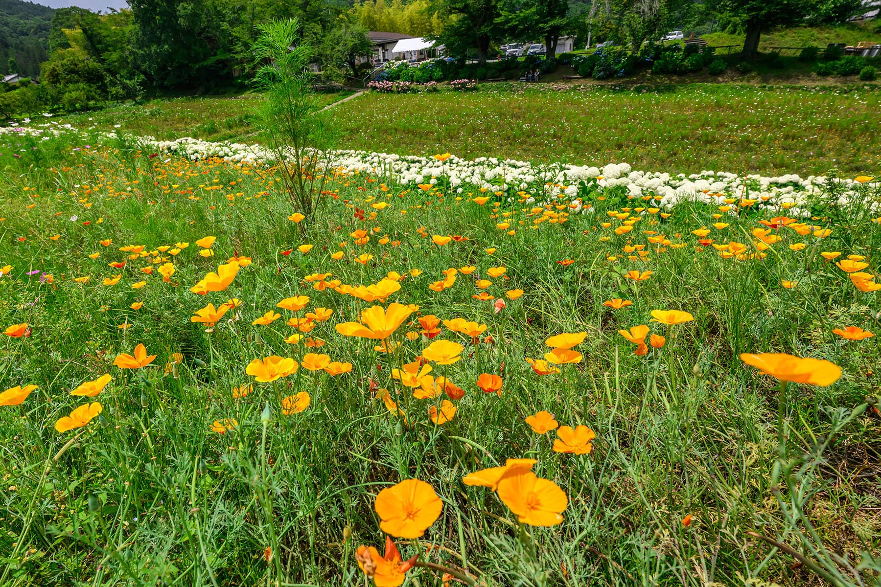 長瀞花の里アナベル 【埼玉県秩父郡長瀞町】| フォトさいたま