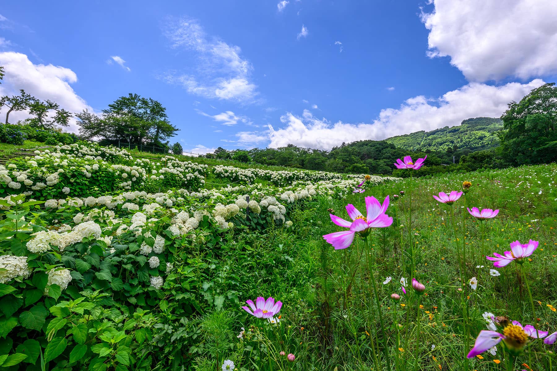 長瀞花の里アナベル 【埼玉県秩父郡長瀞町】| フォトさいたま