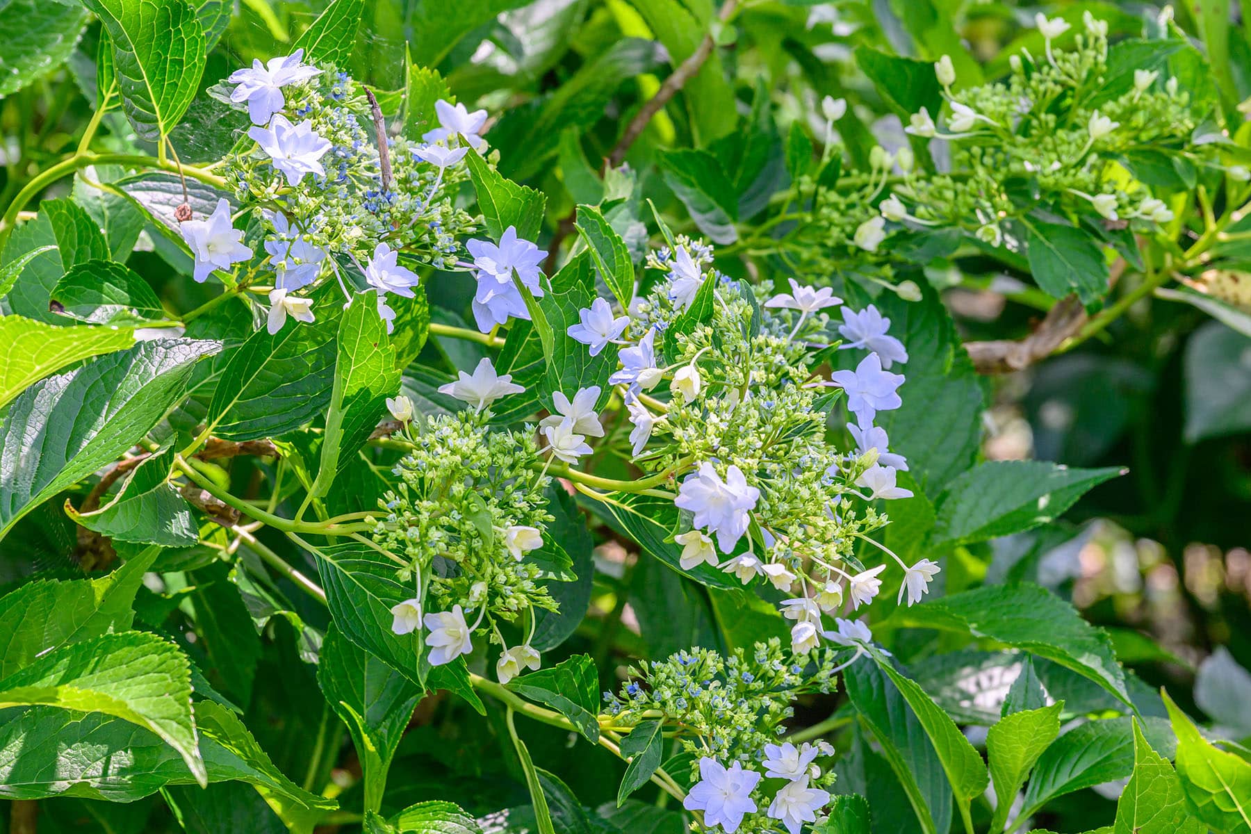 長瀞花の里アナベル 【埼玉県秩父郡長瀞町】| フォトさいたま