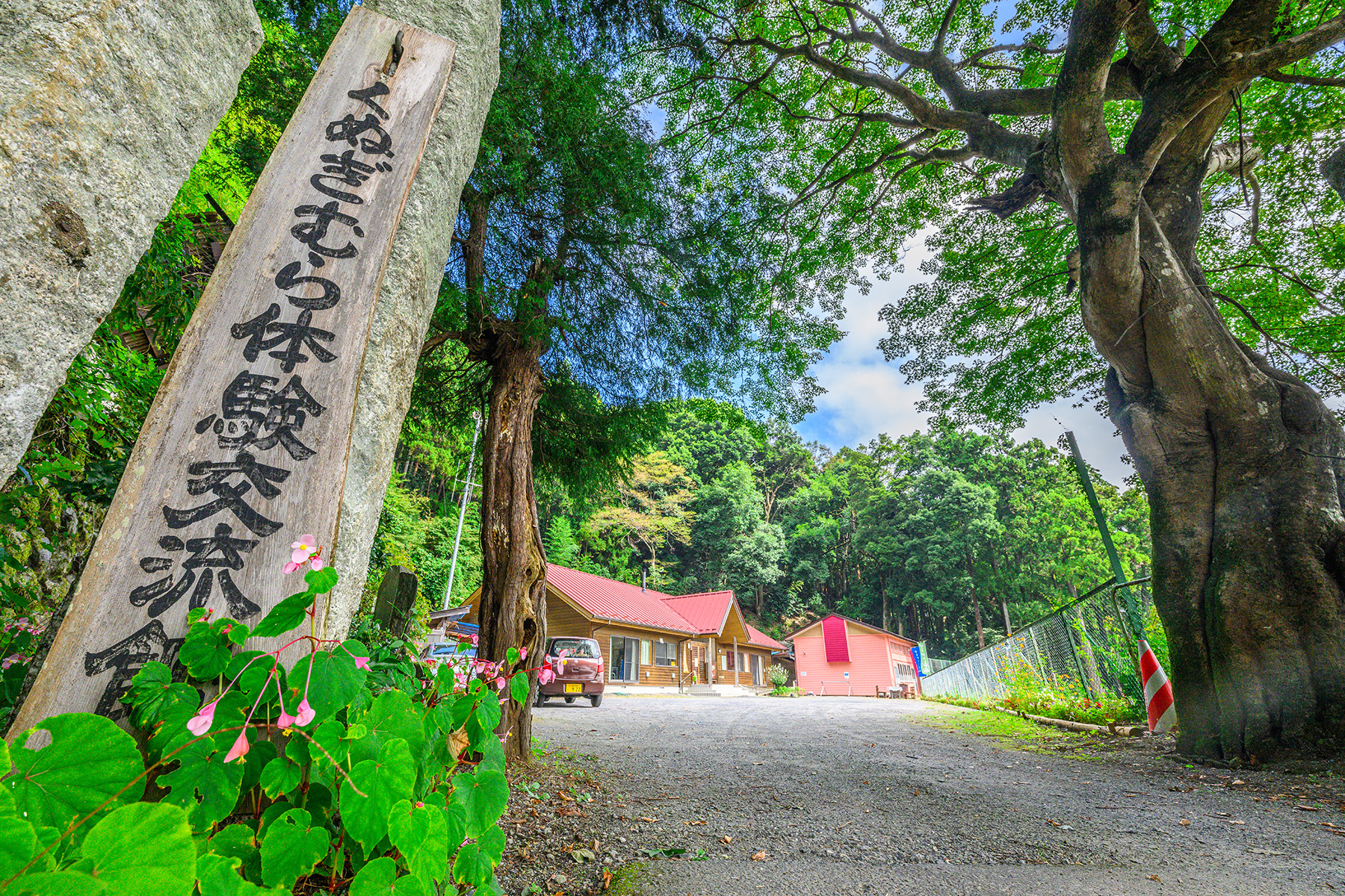 シュウカイドウ（秋海棠）【ときがわ町 椚平（くぬぎだいら）周辺｜比企郡ときがわ町】 | フォトさいたま