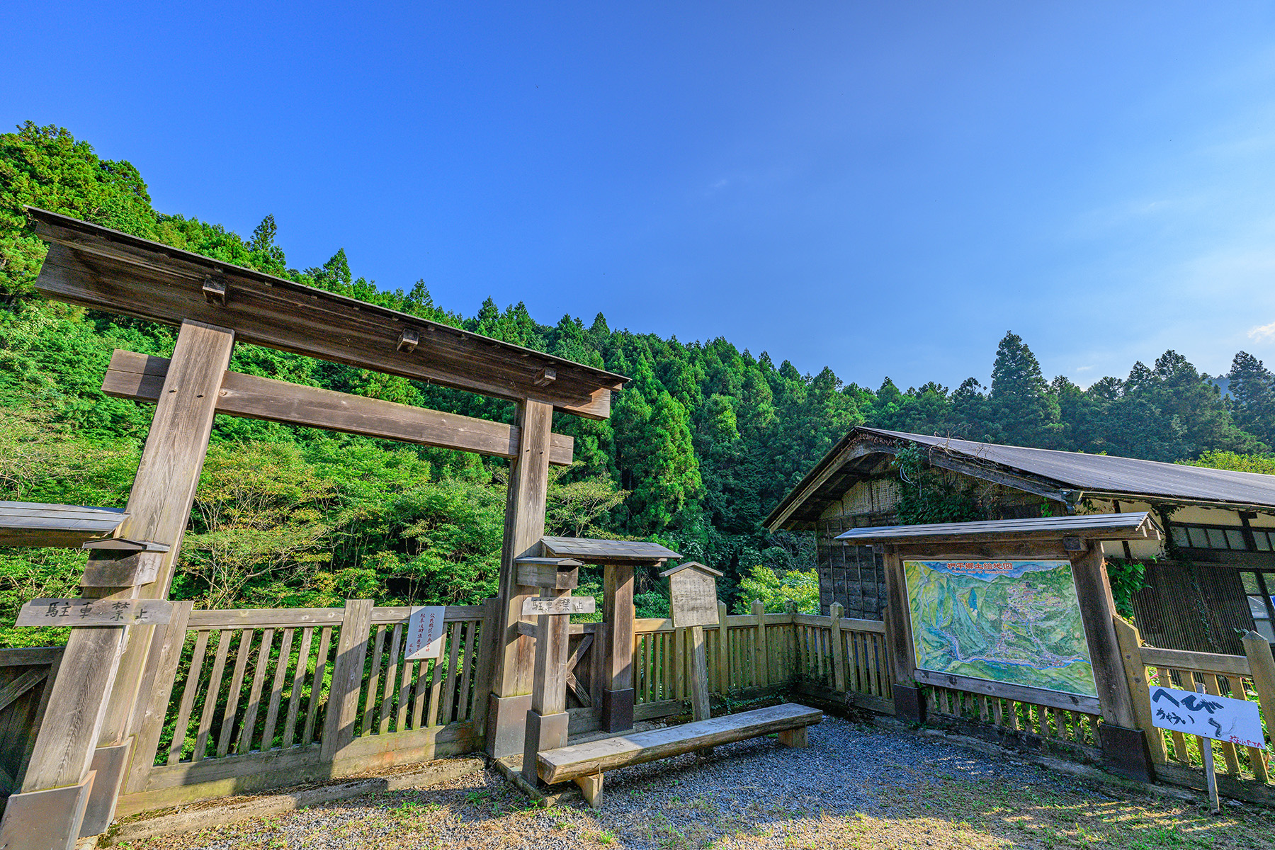 シュウカイドウ（秋海棠）【ときがわ町 椚平（くぬぎだいら）周辺｜比企郡ときがわ町】 | フォトさいたま