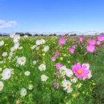 鴻巣(吹上)コスモス 【コスモスアリーナふきあげ｜鴻巣市】| フォトさいたま