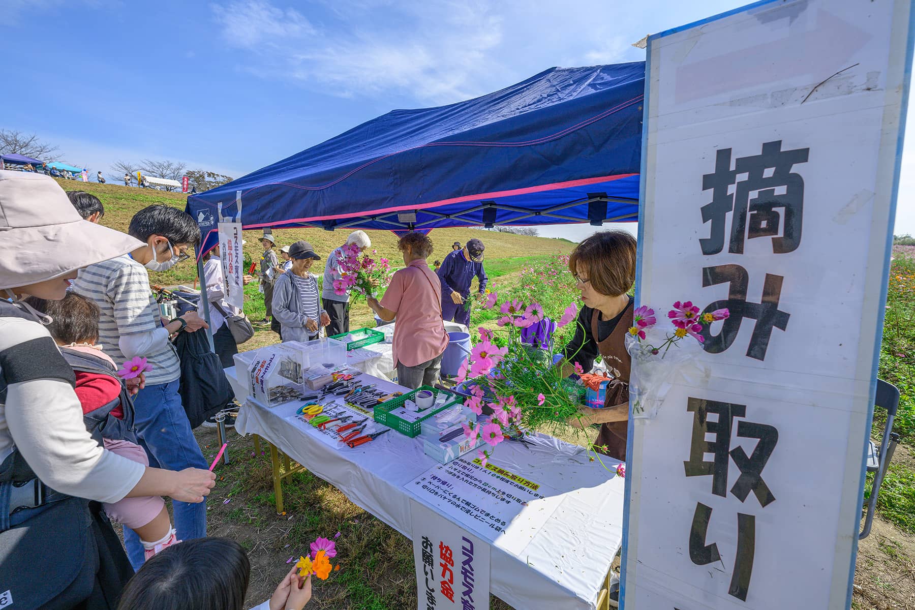 鴻巣(吹上)コスモス 【コスモスアリーナふきあげ｜鴻巣市】| フォトさいたま