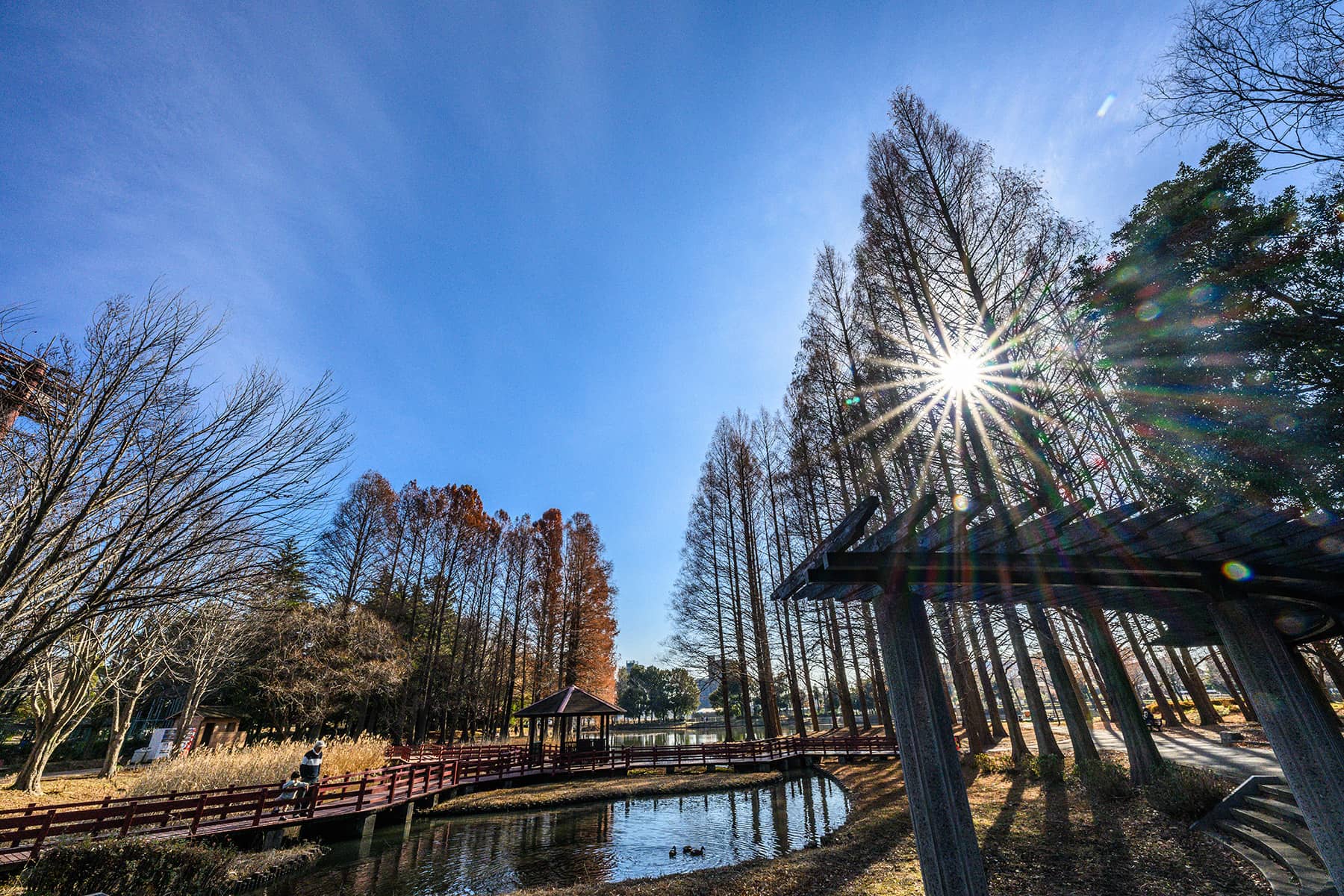 北本総合公園イルミネーション 【埼玉県北本市】| フォトさいたま